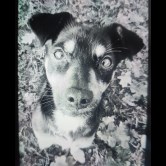 Murphy 