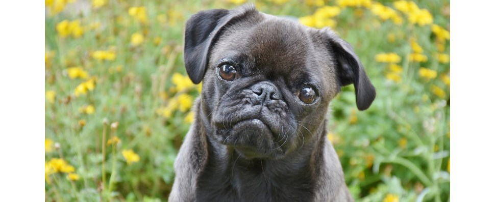 Hundeschule
