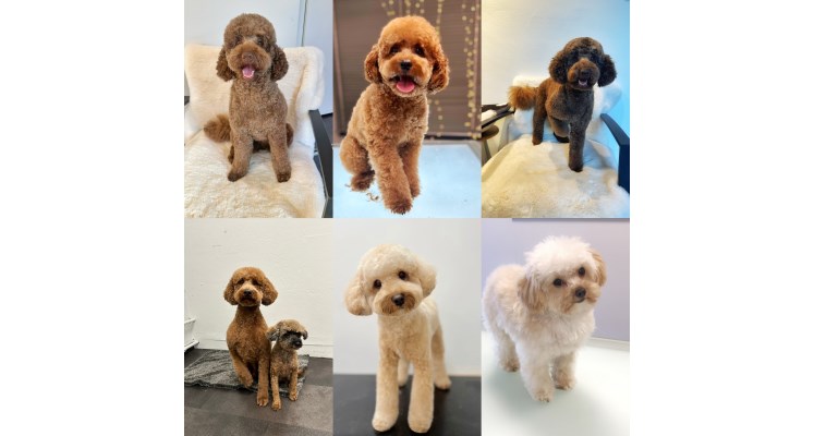 Hundesalon Mr.Dog & Shop Bild 3