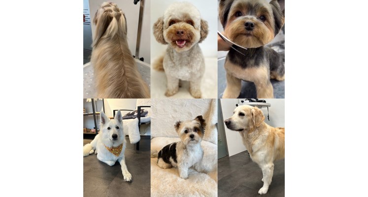 Hundesalon Mr.Dog & Shop Bild 2