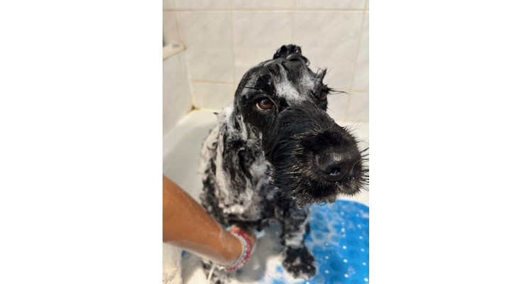 Tatis Hundesalon Bild 3