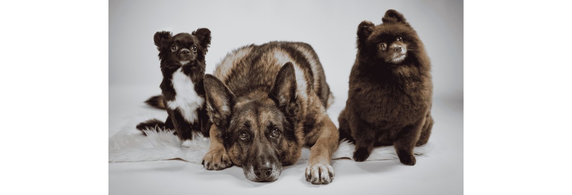 PrestigeDogs
