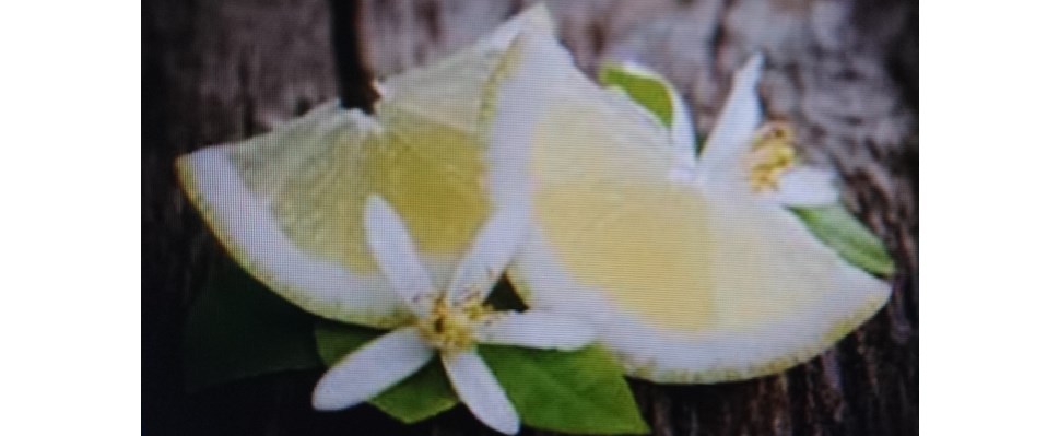 Vitalstudio Lemon-Tree