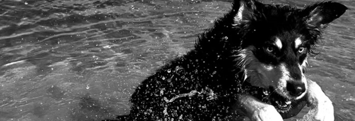 BLUE DOG FELLPFLEGE