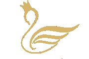 Beauty Swan