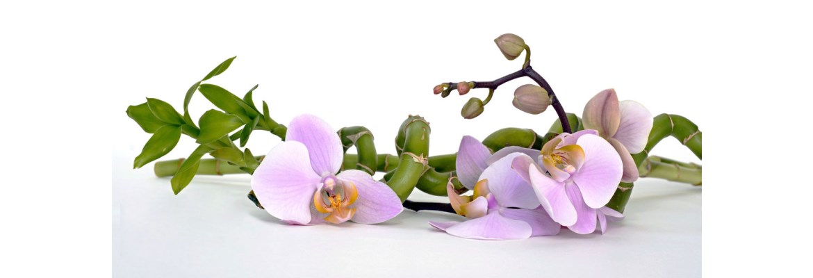 Phet Nam Nueng - Aroma Thaimassage